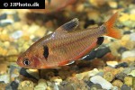hyphessobrycon eques hyphessobrycon eques