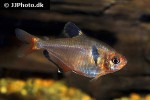 hyphessobrycon eques hyphessobrycon eques