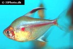 hyphessobrycon erythrostigma hyphessobrycon erythrostigma