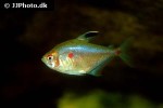 hyphessobrycon erythrostigma hyphessobrycon erythrostigma