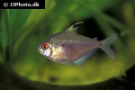 hyphessobrycon erythrostigma hyphessobrycon erythrostigma