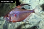 hyphessobrycon erythrostigma hyphessobrycon erythrostigma