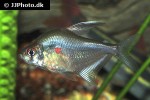 hyphessobrycon erythrostigma hyphessobrycon erythrostigma