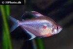 hyphessobrycon erythrostigma hyphessobrycon erythrostigma