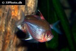 hyphessobrycon erythrostigma hyphessobrycon erythrostigma