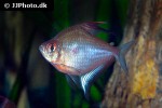 hyphessobrycon erythrostigma hyphessobrycon erythrostigma
