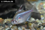 hyphessobrycon erythrostigma hyphessobrycon erythrostigma