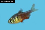 hyphessobrycon flammeus hyphessobrycon flammeus