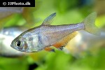 hyphessobrycon flammeus hyphessobrycon flammeus
