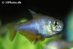 hyphessobrycon flammeus hyphessobrycon flammeus