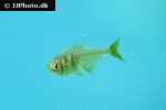 hyphessobrycon flammeus hyphessobrycon flammeus