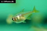 hyphessobrycon flammeus hyphessobrycon flammeus