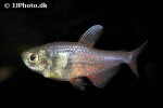 hyphessobrycon flammeus hyphessobrycon flammeus