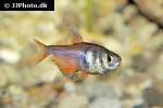 hyphessobrycon flammeus hyphessobrycon flammeus