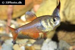 hyphessobrycon flammeus hyphessobrycon flammeus
