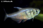 hyphessobrycon flammeus hyphessobrycon flammeus