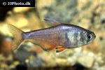 hyphessobrycon flammeus hyphessobrycon flammeus