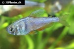 hyphessobrycon flammeus hyphessobrycon flammeus