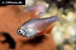 hyphessobrycon flammeus orange hyphessobrycon flammeus orange