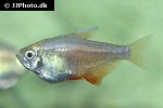 hyphessobrycon flammeus orange hyphessobrycon flammeus orange