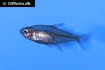 hyphessobrycon georgettae hyphessobrycon georgettae