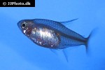 hyphessobrycon georgettae hyphessobrycon georgettae