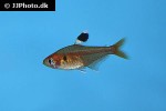hyphessobrycon haraldschultzi hyphessobrycon haraldschultzi