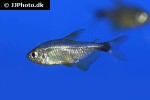 hyphessobrycon heliacus hyphessobrycon heliacus