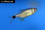 hyphessobrycon heliacus hyphessobrycon heliacus