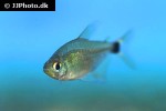hyphessobrycon heliacus hyphessobrycon heliacus