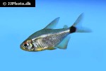 hyphessobrycon heliacus hyphessobrycon heliacus