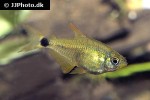 hyphessobrycon heliacus hyphessobrycon heliacus