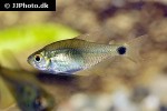 hyphessobrycon heliacus hyphessobrycon heliacus