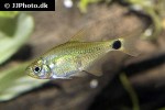 hyphessobrycon heliacus hyphessobrycon heliacus