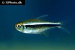 hyphessobrycon herbertaxelrodi hyphessobrycon herbertaxelrodi