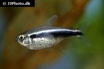 hyphessobrycon herbertaxelrodi hyphessobrycon herbertaxelrodi