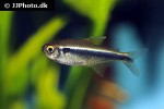 hyphessobrycon herbertaxelrodi hyphessobrycon herbertaxelrodi