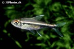 hyphessobrycon herbertaxelrodi hyphessobrycon herbertaxelrodi