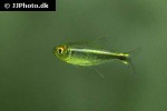 hyphessobrycon heterorhabdus hyphessobrycon heterorhabdus