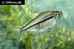 hyphessobrycon heterorhabdus hyphessobrycon heterorhabdus