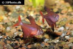 hyphessobrycon jackrobertsi hyphessobrycon jackrobertsi