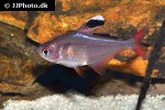 hyphessobrycon jackrobertsi hyphessobrycon jackrobertsi