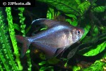 hyphessobrycon jackrobertsi hyphessobrycon jackrobertsi