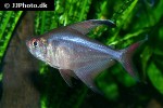 hyphessobrycon jackrobertsi hyphessobrycon jackrobertsi