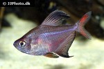 hyphessobrycon jackrobertsi hyphessobrycon jackrobertsi