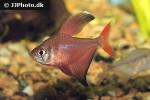 hyphessobrycon jackrobertsi hyphessobrycon jackrobertsi