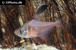 hyphessobrycon jackrobertsi hyphessobrycon jackrobertsi