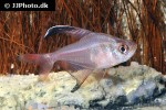 hyphessobrycon jackrobertsi hyphessobrycon jackrobertsi