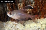 hyphessobrycon jackrobertsi hyphessobrycon jackrobertsi