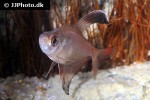 hyphessobrycon jackrobertsi hyphessobrycon jackrobertsi